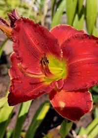 rote Taglilie, Regentropfen auf Blüte, Lektorengärtchen
