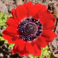 Anemone, rot, Blütentraum, Gartenblume, Lektorengärtchen, Gartenzitate