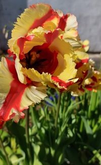 Papageientulpe, Gartenfreude, Frühling, Lektorengärtchen, Tulpe gelb-rot
