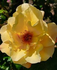 Strauch-Rose, gelb, Lektorengärtchen