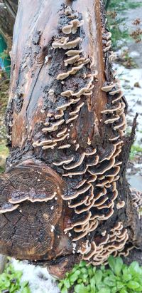 Baumpilze auf Totholz, in dem Larven der Schwarzbienen überwintern