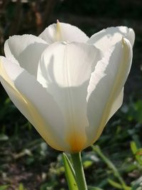 weiße Tulpe, Garten, Lektorengärtchen, Frühling