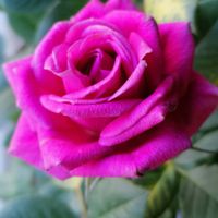 Rose, lila, Rosentraum, Rosenblüte, Gartenzitate, Natur, Lektorengärtchen