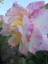 Strauch-Rose, weiß-lila-gelb, Lektorengärtchen