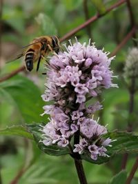 Biene auf Pfefferminz-Blüte, Garten, Natur, Lektorengärtchen