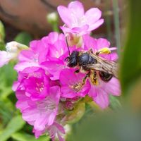 Wildbiene auf Blüte, Grasnelke, Gartenfreude, Lektorengärtchen