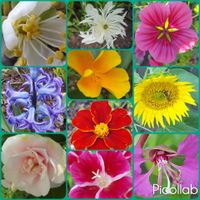 Collage, Blütenpracht, Gartenfreude, Lektorengärtchen